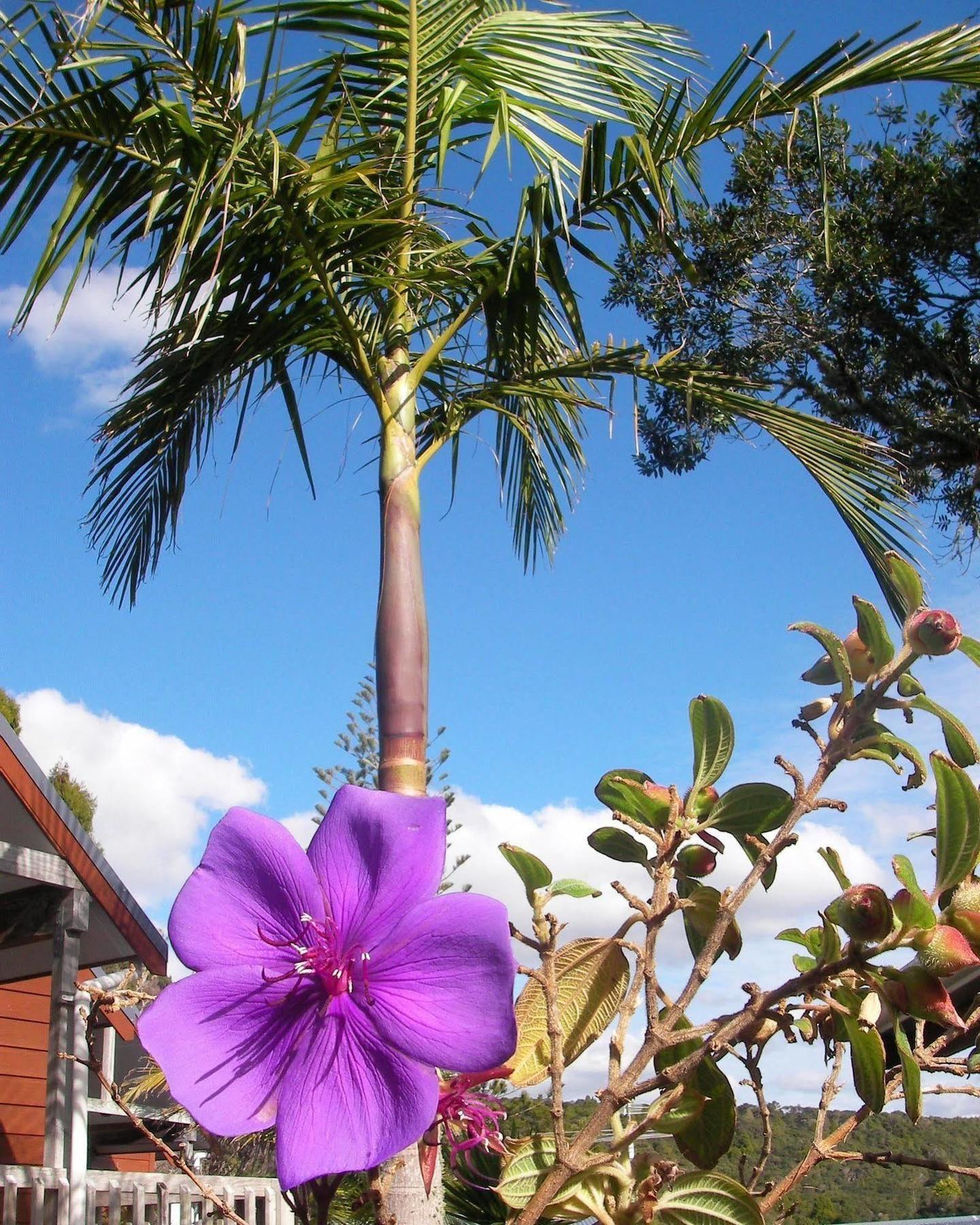 Bay Cabinz Motel Paihia Bagian luar foto